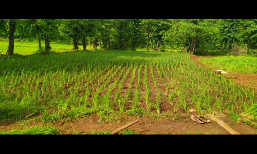 परंपरेला फाटा देत लाल, काळ्य़ा भाताची लागवड - Vimarsana News